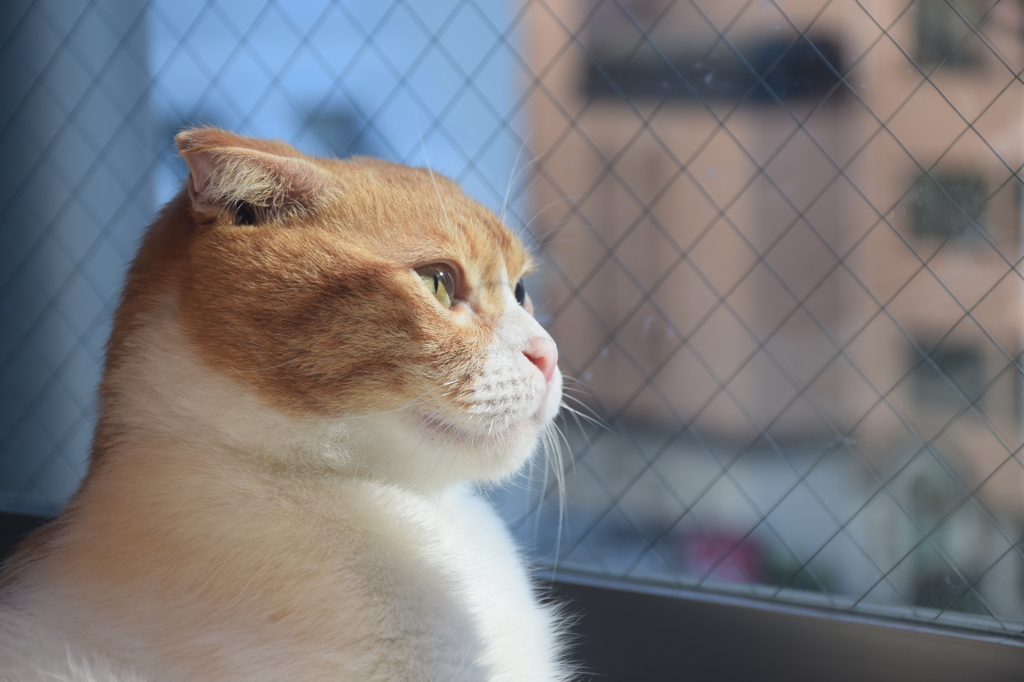 見つめる猫