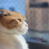 見つめる猫