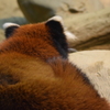 レッサーパンダ