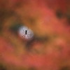 蜘蛛の巣