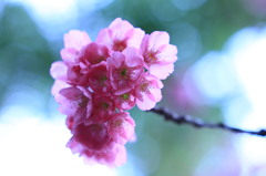 桜スポット