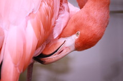 The PINK