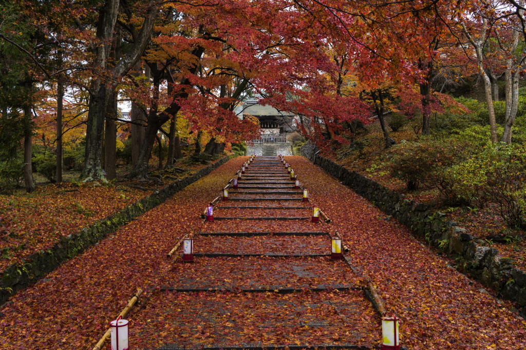 紅の絨毯
