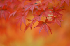 燃える紅葉