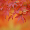 燃える紅葉