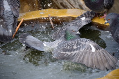 鳩の行水