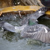 鳩の行水