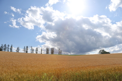 草原の雲
