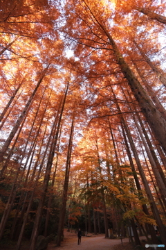 autumn leaves