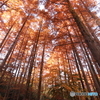 autumn leaves