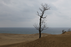 Lonely tree