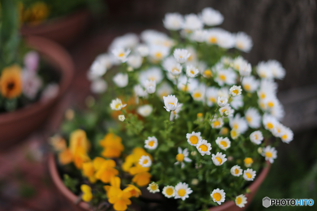 花の集い