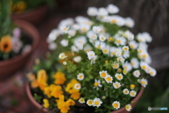 花の集い