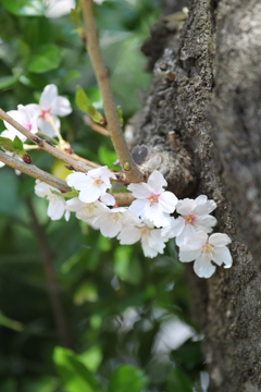 芽生え