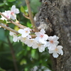 芽生え