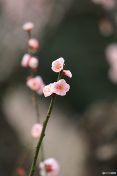 春へようこそ！