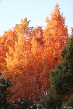 照紅葉