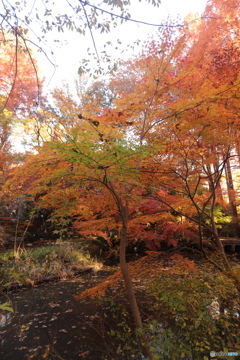 池の紅葉