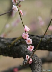 春ときど木！梅