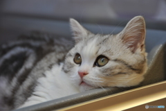 だるい!!にゃー2