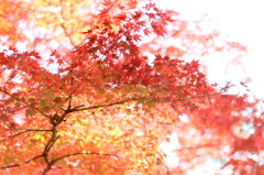 遊園地のイロハモミジ