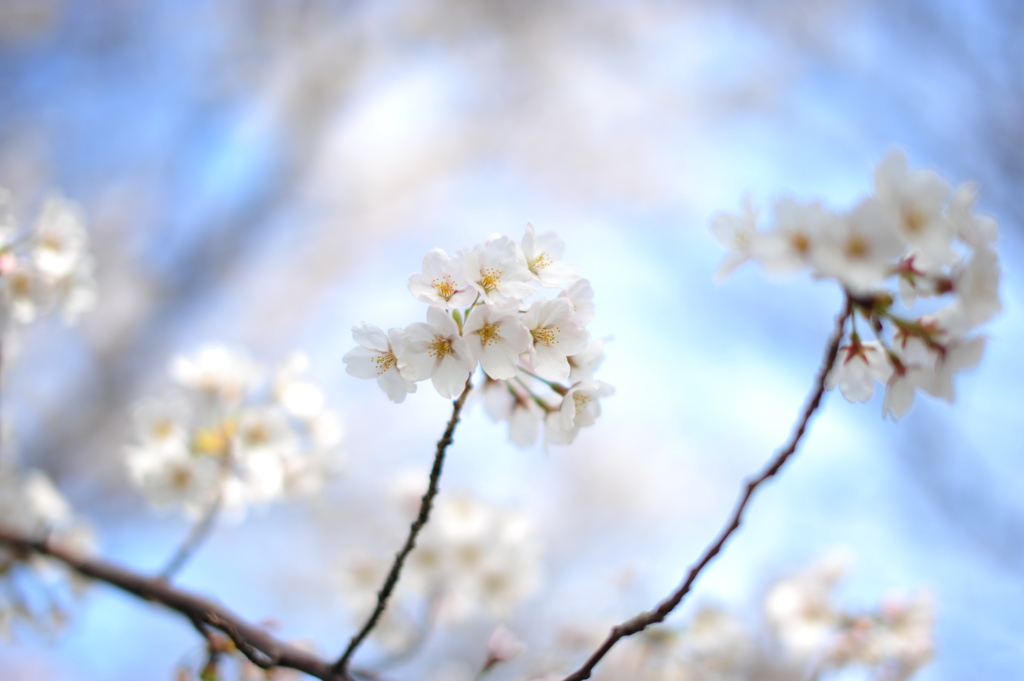 桜と青空
