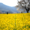 菜の花畑と角田山