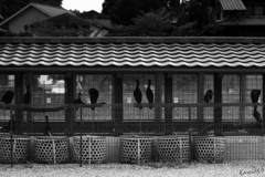 鵜の宿