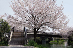 春爛漫