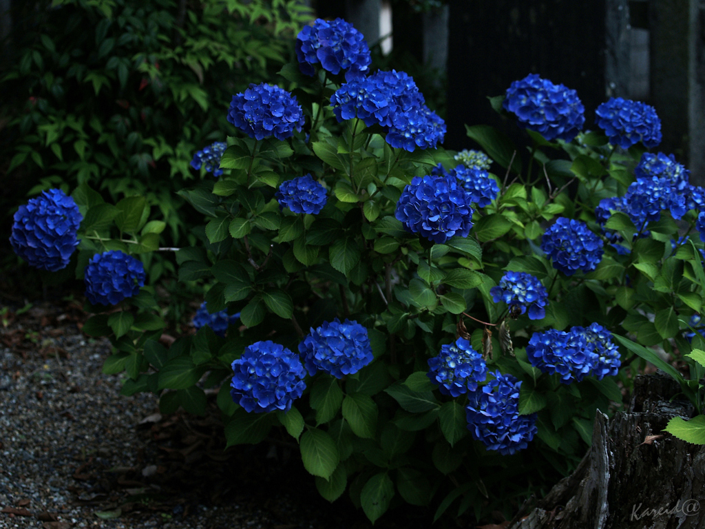 プロペラ神社の紫陽花