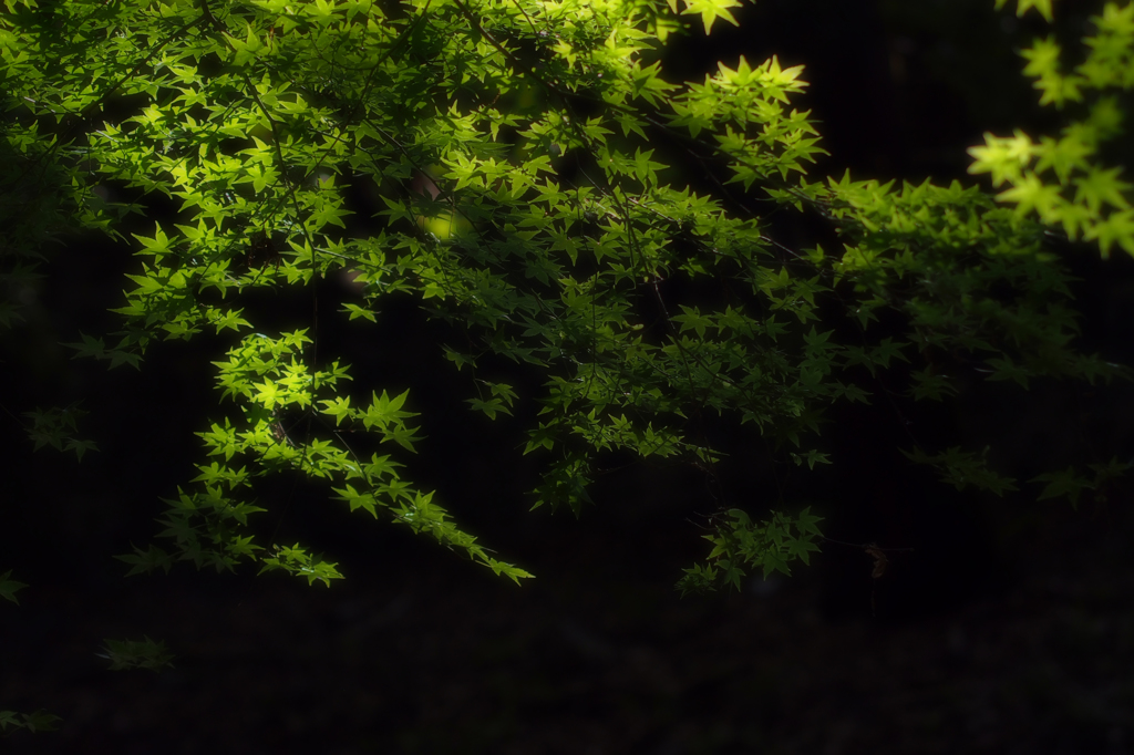 緑映