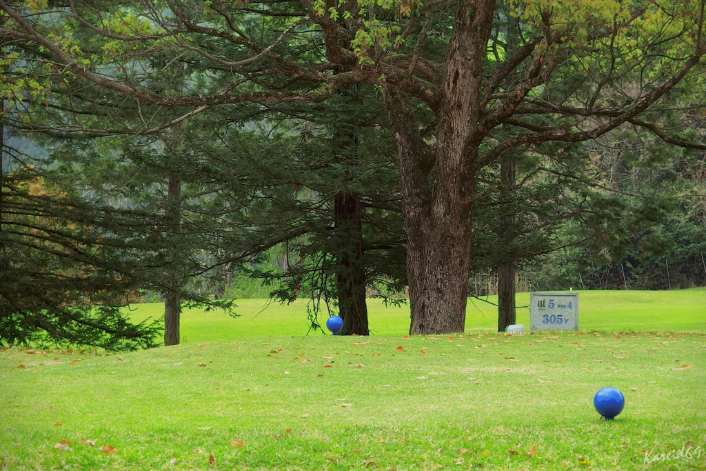 woods