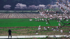 惜春
