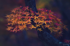 彩り