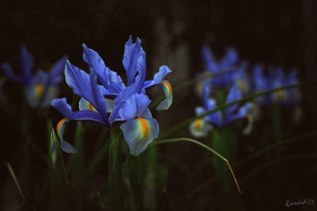 Iris