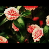 シャンテヒルの華