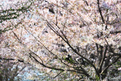 春爛漫