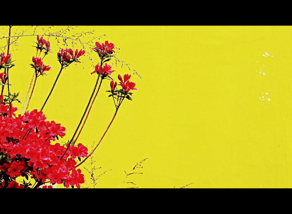 yellow magic