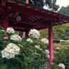 あじさい寺