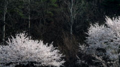 お花見文化