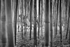 bamboo forest 