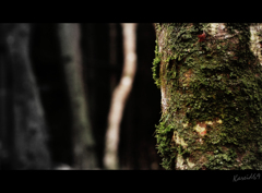 woods