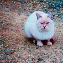 猫をどう撮る？