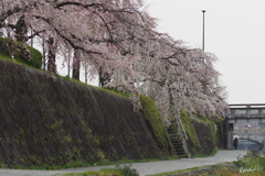 鴨川沿い