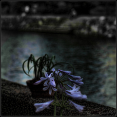 Moonlight Shadow