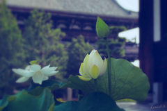 あの日の極楽浄土