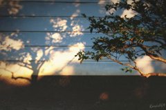 polarization