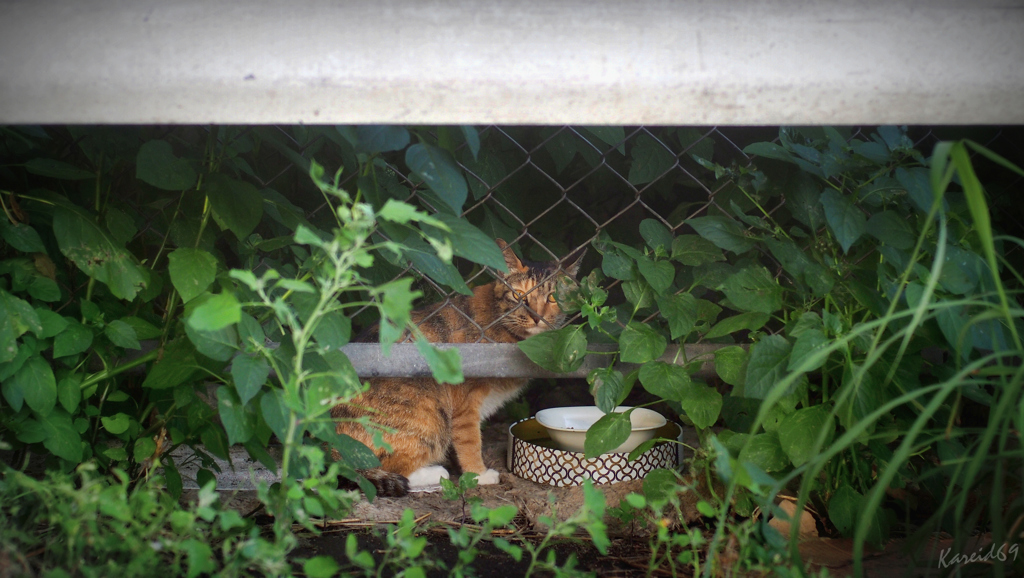 ダイニング・キッチン