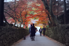 紅に浮かぶ坂