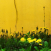 yellow magic